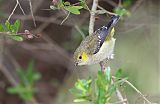 Forty-spotted Pardalote